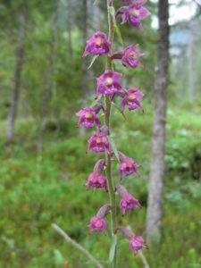 Orchidee: Epipactis atrorubens