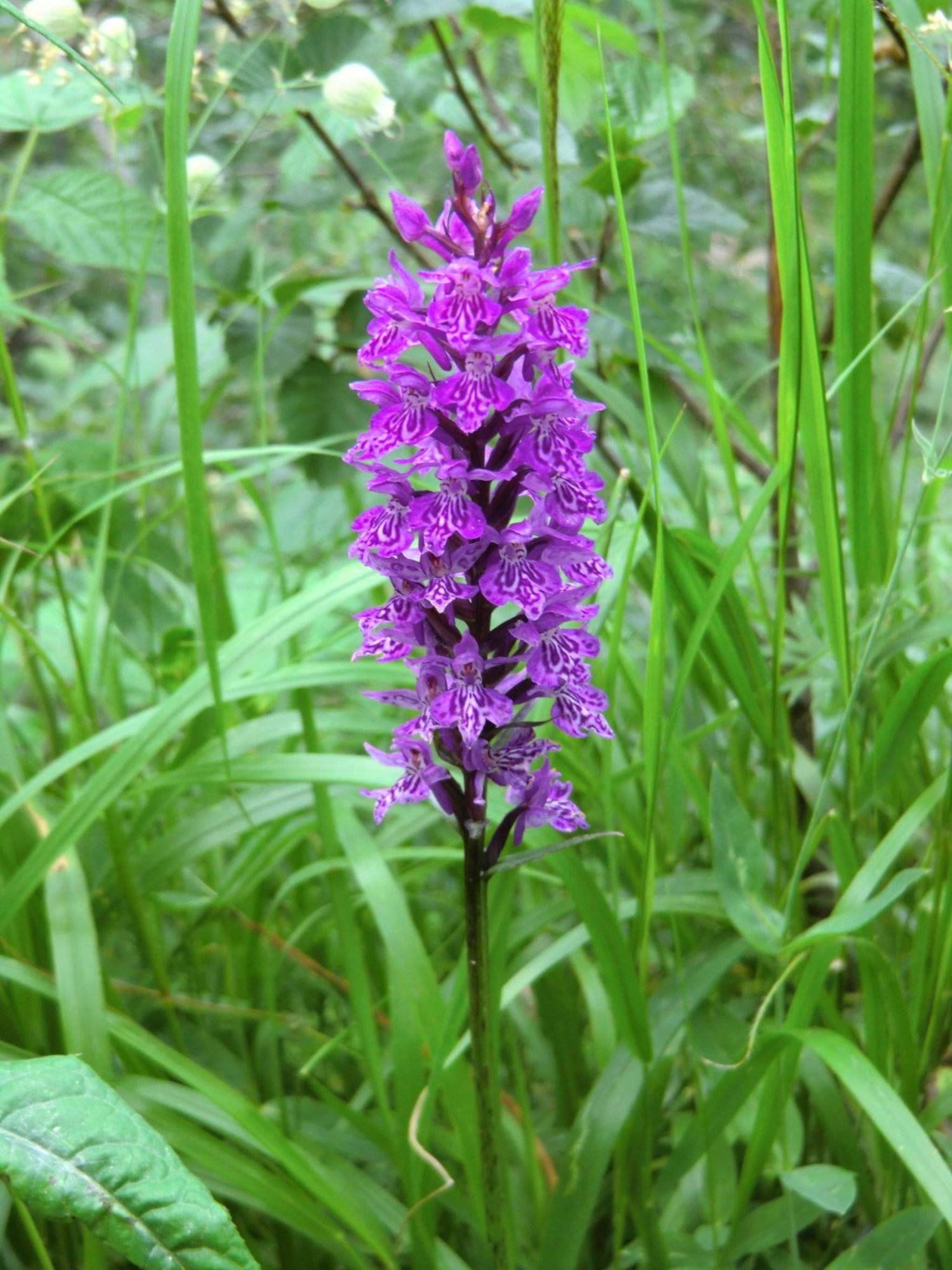 Heimische Orchideen RAEMPEL