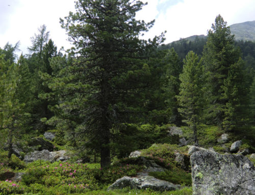 Die Zirbe – Nadelbaum in höchsten Lagen