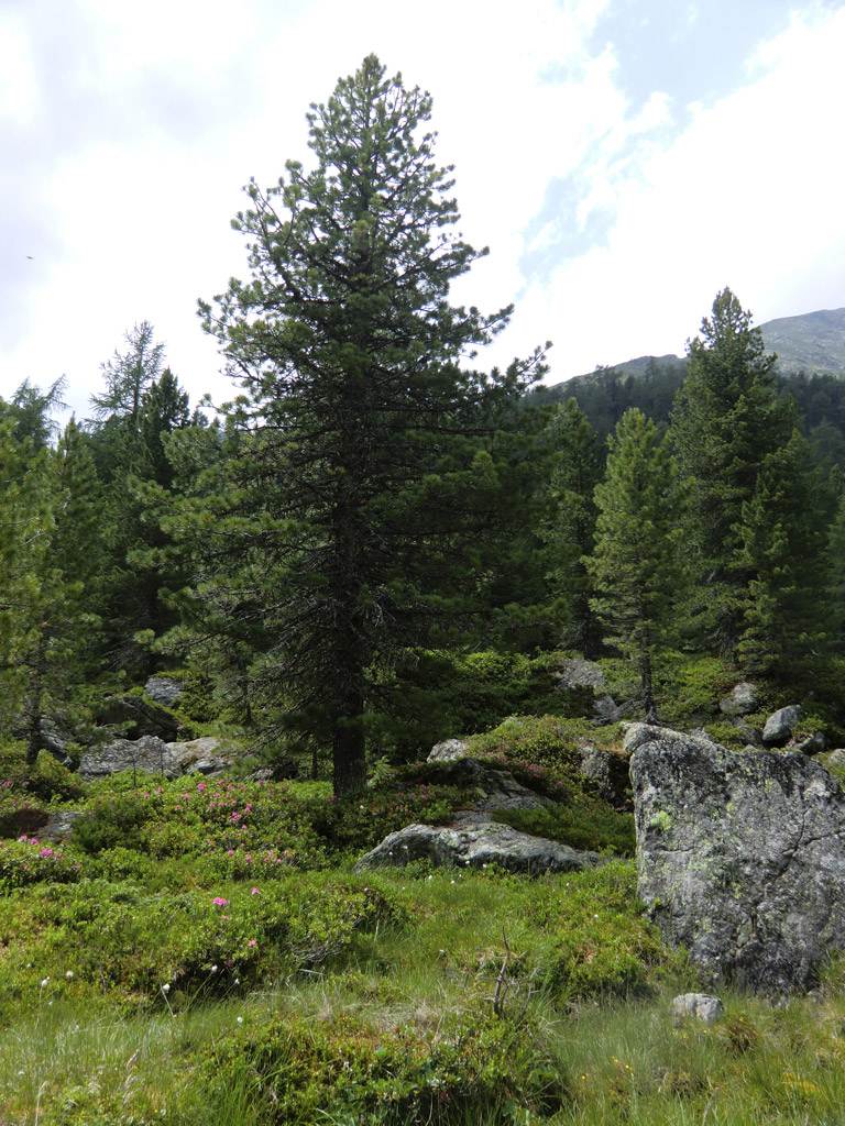 Ein Zirbelbaum inmitten einer Wiese.