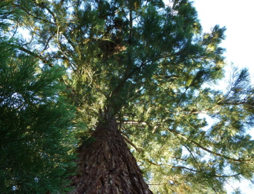 Urwelt­mam­mut­baum – Meta­se­quoia glyptostroboides