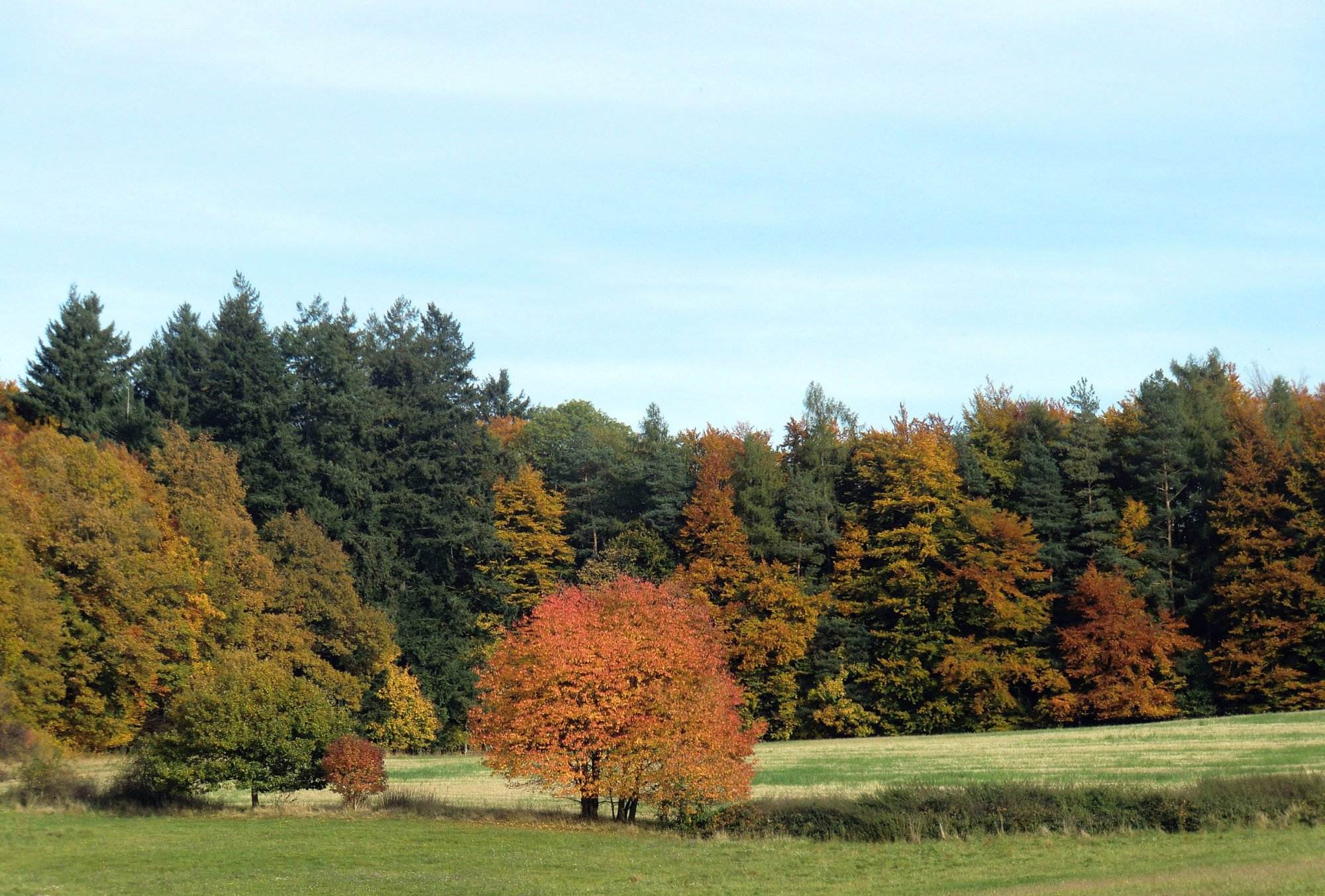 Ein Feld in Herbstfarben, mit Bäumen im Hintergrund.