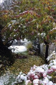 Oktoberschnee3 Ein Garten voller Oktoberschnee.