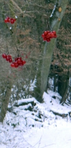 schnee beeren