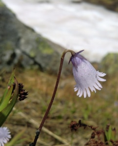 Eisglöckchen (Soldanella pusilla), auch Kleines Alpenglöckchen und Zwerg-Troddelblume.