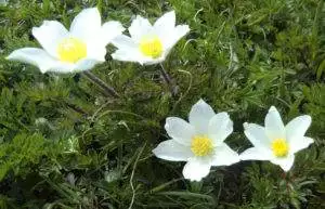 Alpenkuhschelle (Pulsatilla alpina)