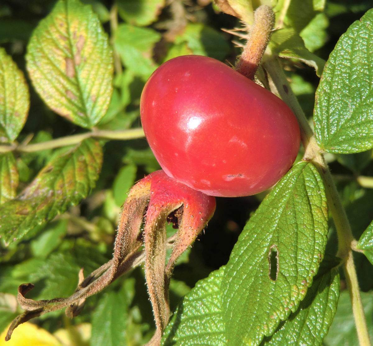 Hagebutte und Eberesche Herbstliche Wildfrüchte RAEMPEL