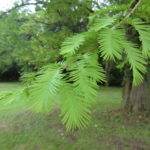 Zweig des Urweltmammutbaum – Metasequoia glyptostroboides