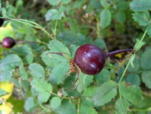 Im Laufe des Herbst wird sie immer dunkler, Hagebute der Bibernellrose