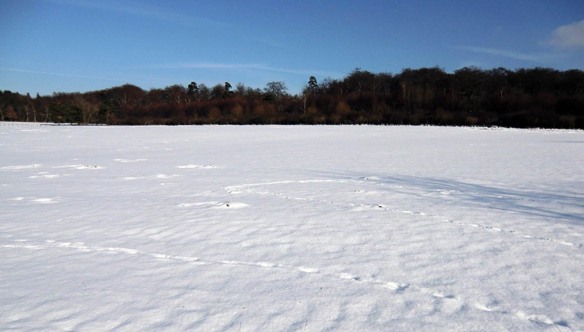 Ein schneebedecktes Feld mit Bäumen im Hintergrund, ideal für Meditation in der Natur.