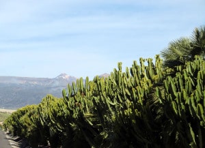 Euphorbien an der Straße vom Flughafen Teneriffas