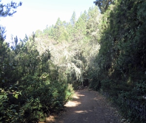 Hier noch auf dem breiten Forstweg durch die Kiefernwälder oberhalb von Orotava