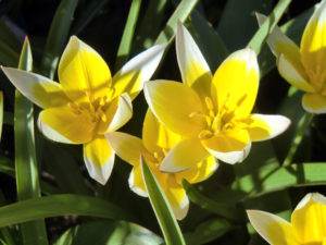 Tulpen, Abkömmling der Wildform