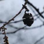 Blüten und Frucht des Urweltmammutbaum – Metasequoia glyptostroboides im Winter
