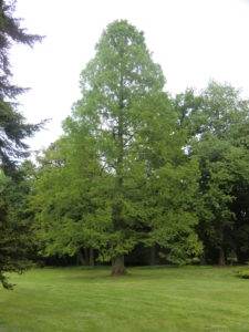 Urweltmammutbaum – Metasequoia glyptostroboides im Frühjahr