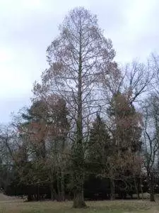Urweltmammutbaum – Metasequoia glyptostroboides im Winter