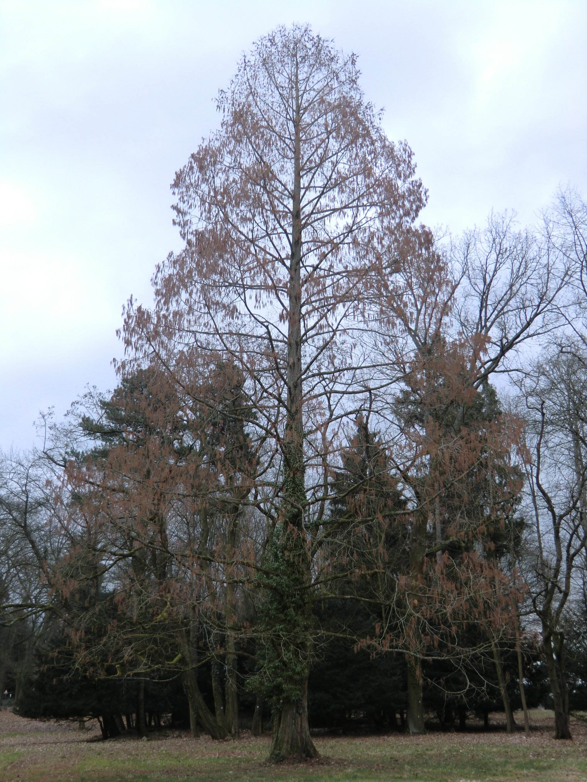 Urweltmammutbaum – Metasequoia glyptostroboides - RAEMPEL