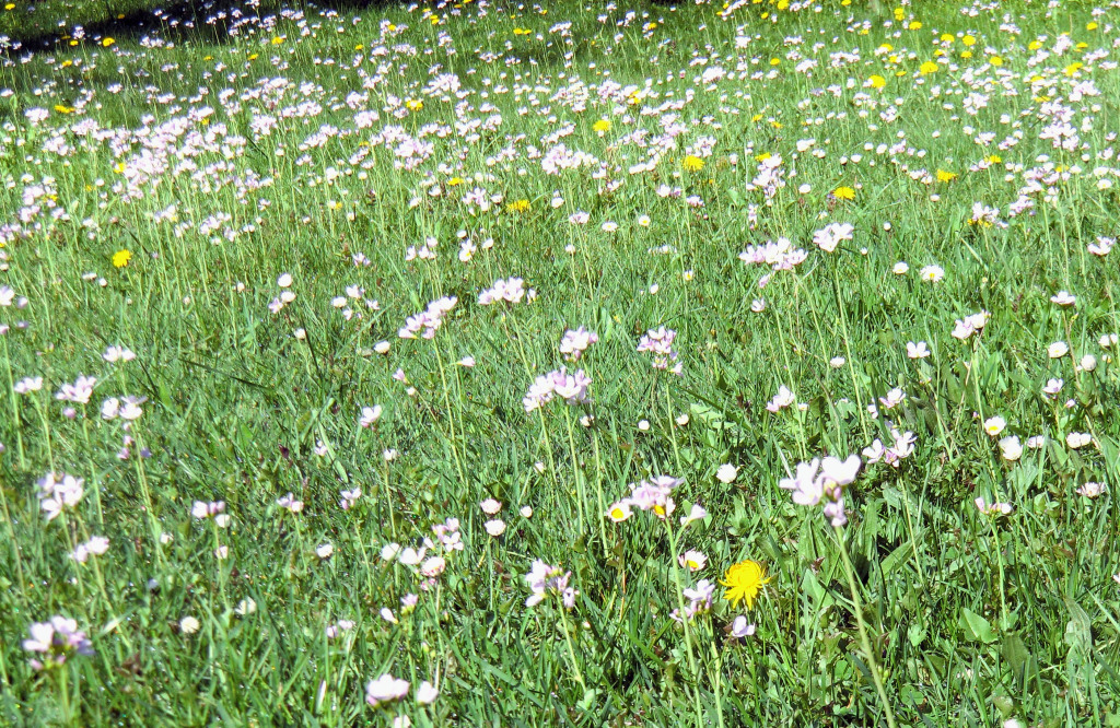 Blühende Cardamine auf der Gartenwiese