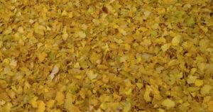Ginkgo Blätter bilden im Herbst einen gelben Teppich.