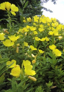 Nachtkerze (Oenothera biennis)
