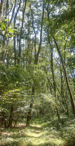 Wald natur bücher gewinnen