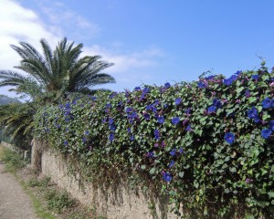 Wandern Teneriffa, Zaunwinde (morning glory)