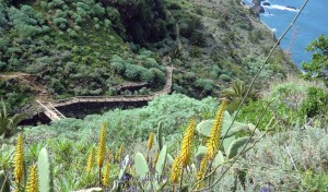Wanderung Teneriffa - Puerto Cruz
