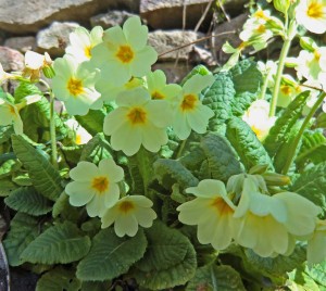 Pflanzengeschichten Schlüsselblume