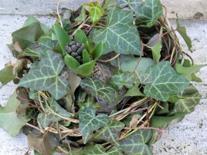 Naturdekoration Efeu mit Hyazinthe