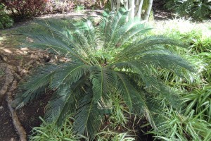 Plame cyca revoluta