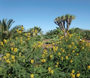 Puerto de la Cruz, Cassia Didymobotrya.