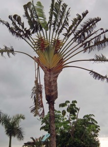 strelitzia nicolai baumstrelizie