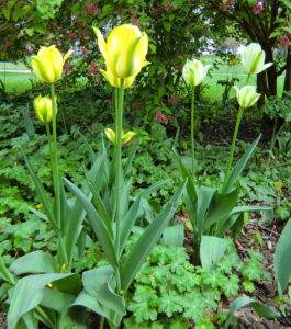 Pflanzengeschichten Tulpen gelb