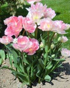 Pflanzengeschichten Tulpen