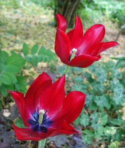 Tulpe rot (tulipa greigii) 