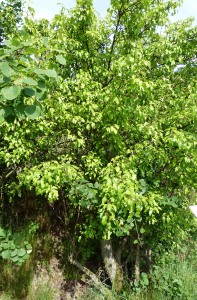 Prunus communis Naturlehrpfad
