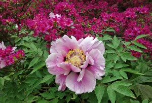 Pfingstrose Paeonia