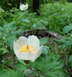 Wittmanns Pfingstrose (Paeonia wittmanniana) eine frühblühende Wildart