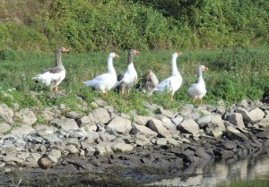 Unser tierisches Begrüßungskomitee hinter der Schleuse.