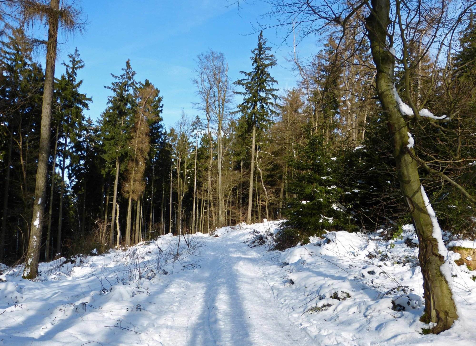 Ein verschneiter Weg auf dem Bad Homburger Rundwanderweg.