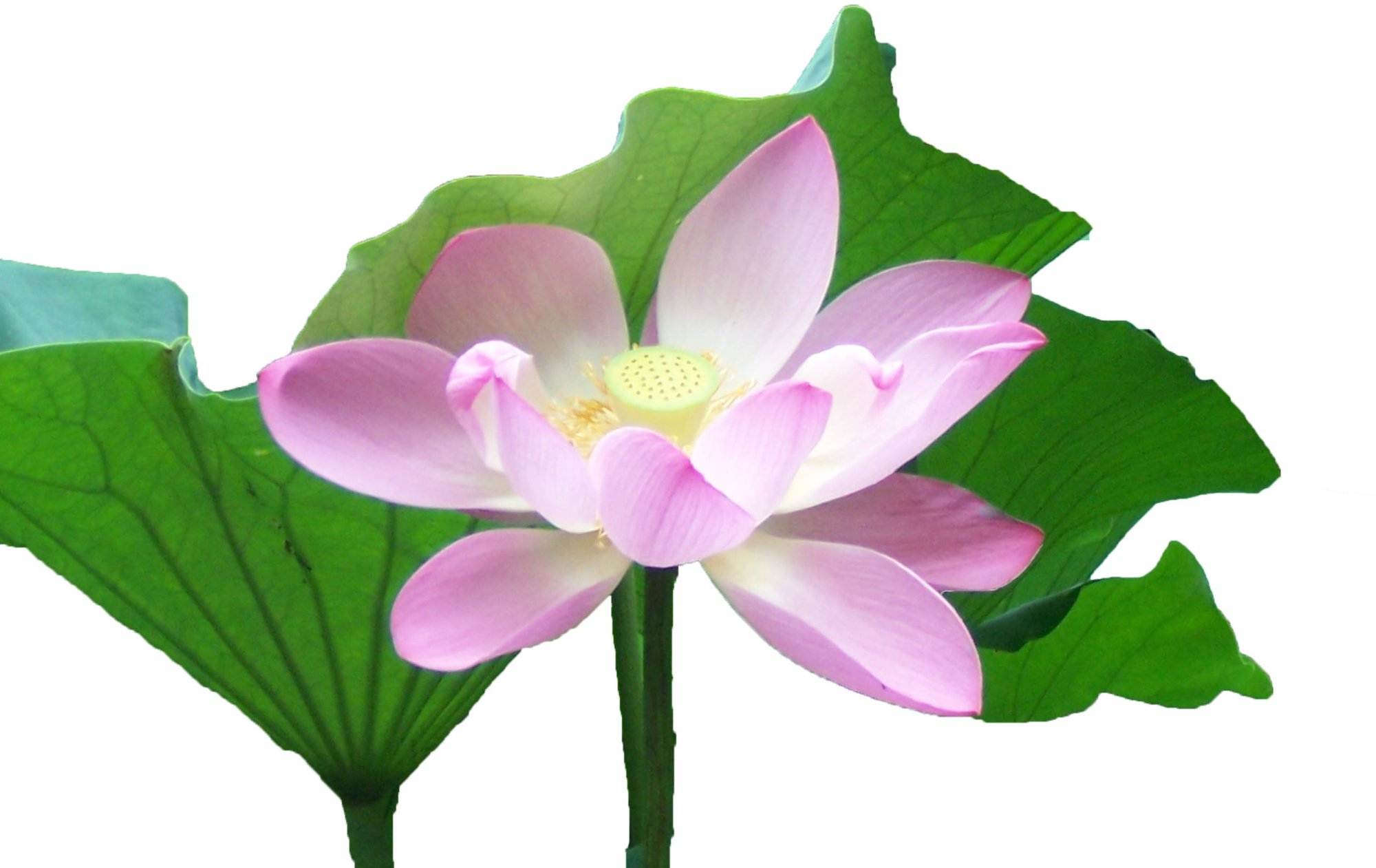 Lotus Bluete Meditation und Fasten