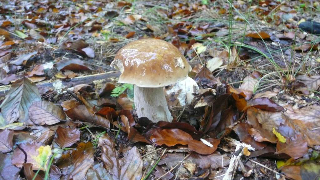 Ein brauner Pilz im Wald mit Blättern darum herum.