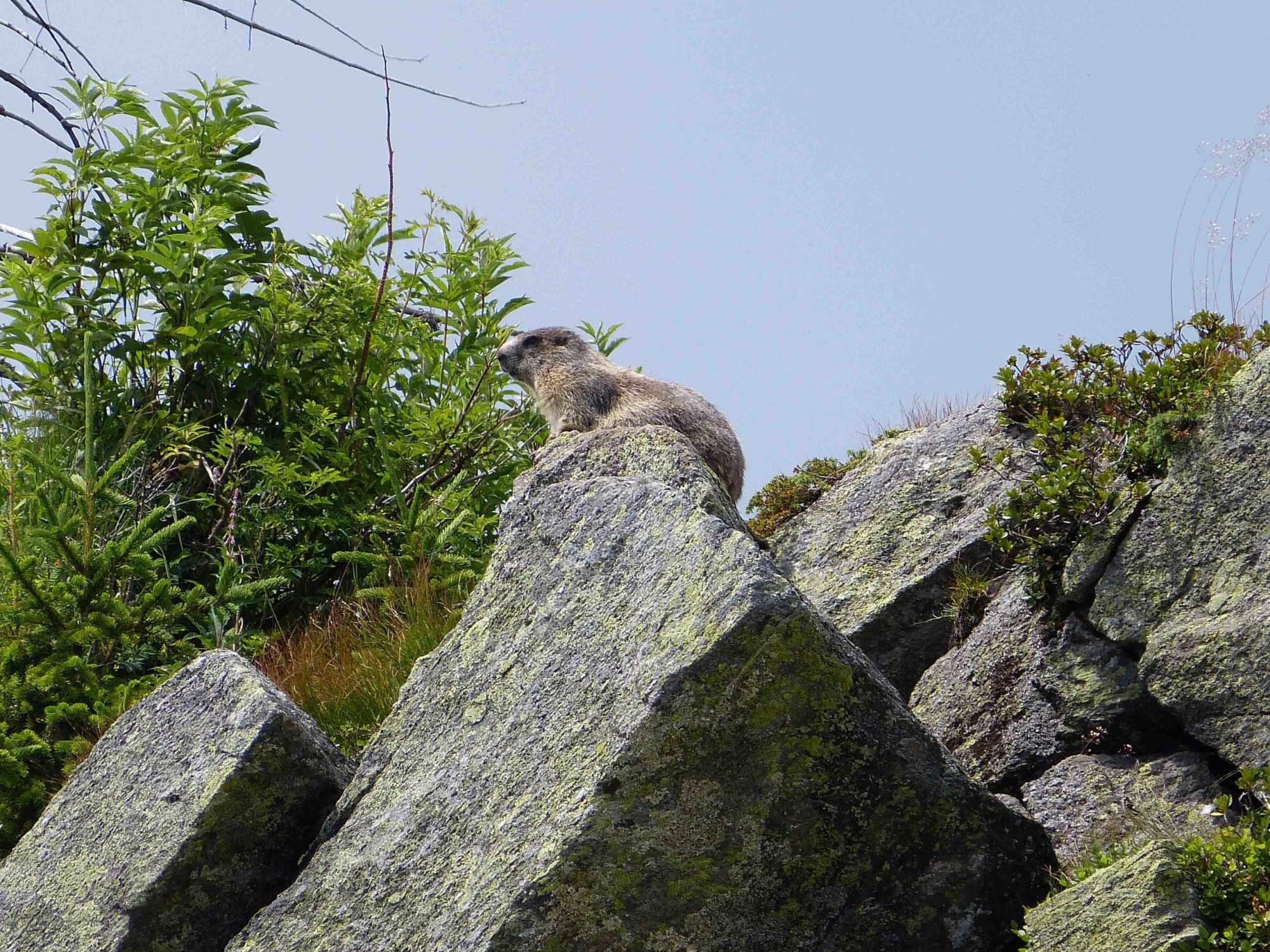 Ein kleines Tier sitzt auf einem Felsen.