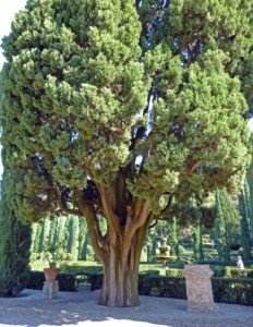 giardino giusti goethe