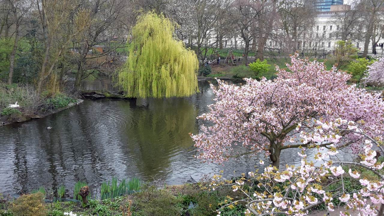 Ein Teich, umgeben von Bäumen und Blumen.