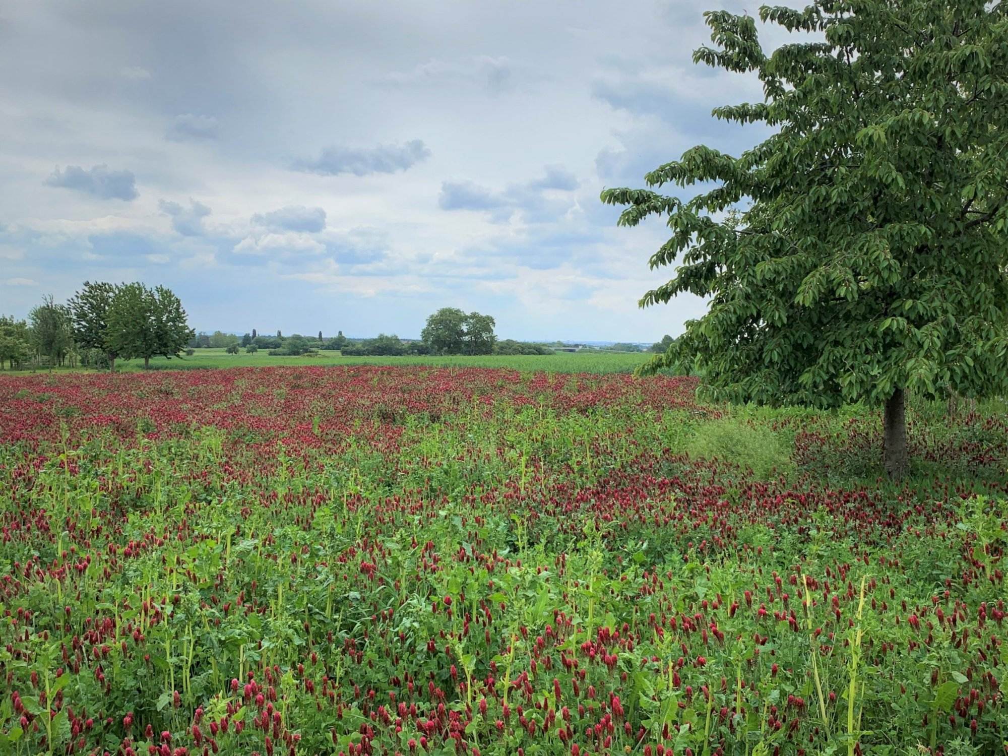 Ein Feld voller roter Blumen mit einem Baum im Hintergrund.