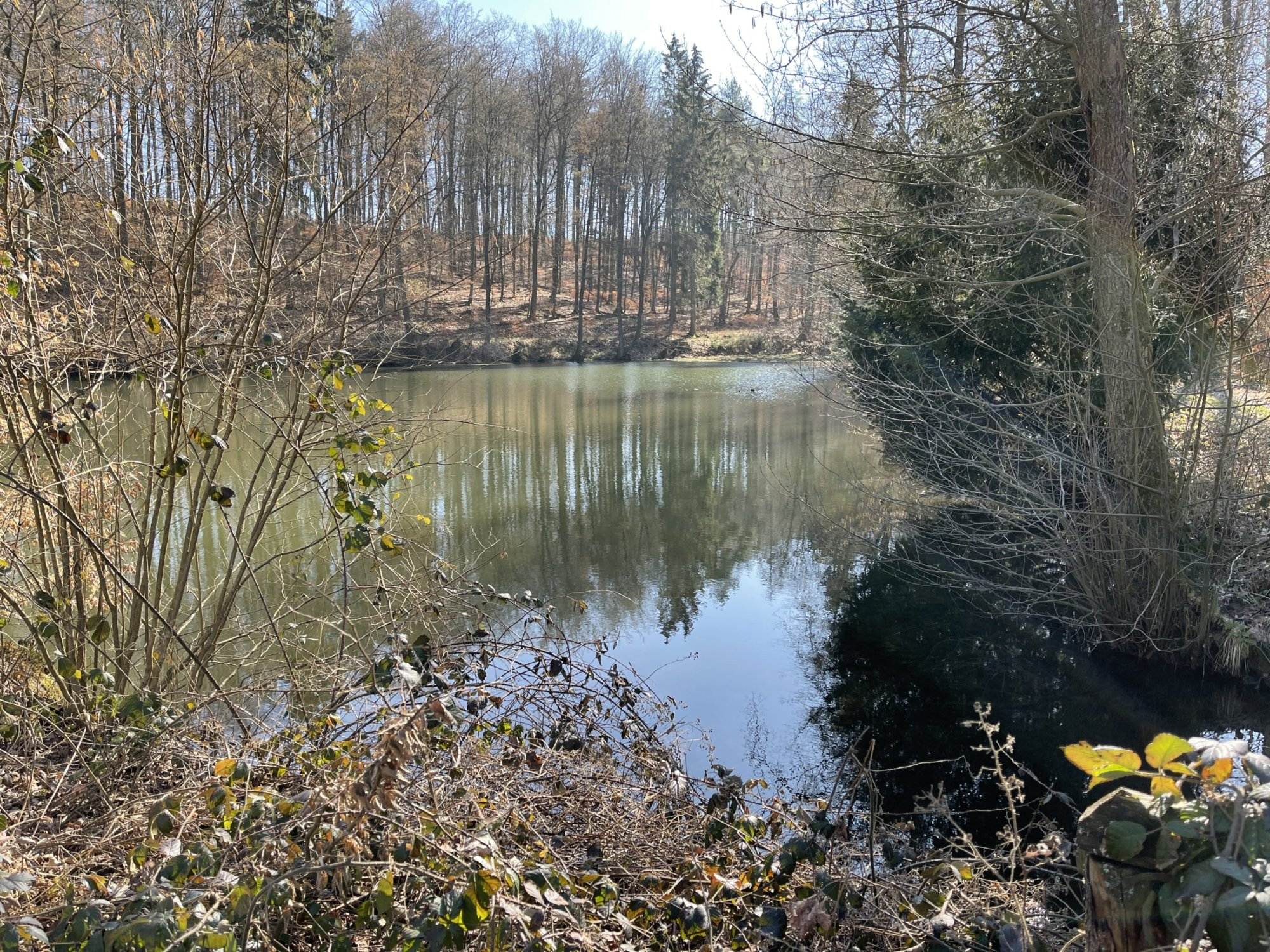 Ein von Bäumen umgebener Teich in einem Waldgebiet.