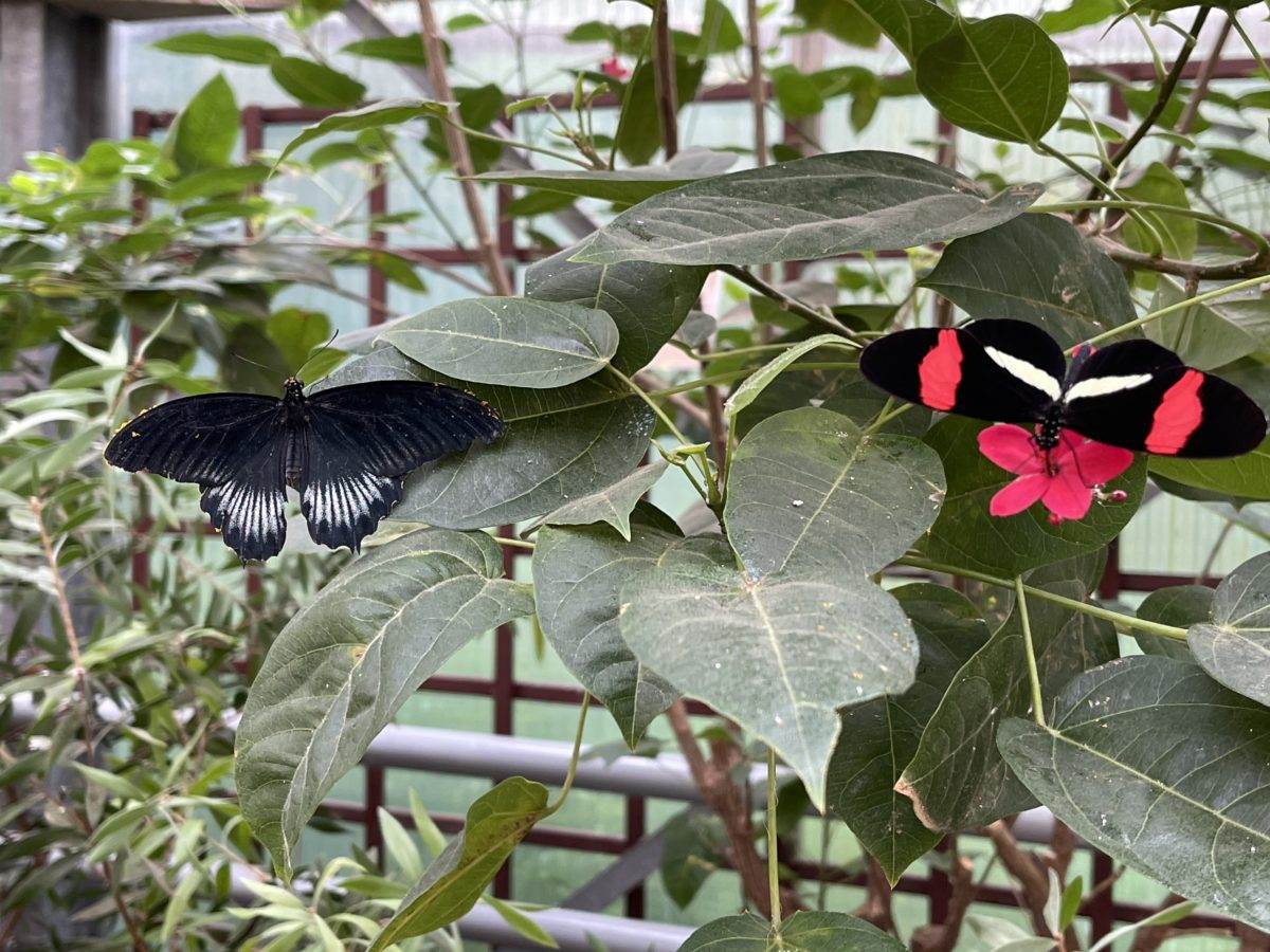 Berühmte Gärten Der Garten der Schmetterlinge in Sayn RAEMPEL