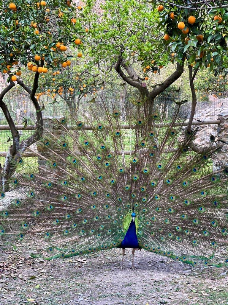 Berühmte Gärten Der Botanische Garten von Kreta RAEMPEL