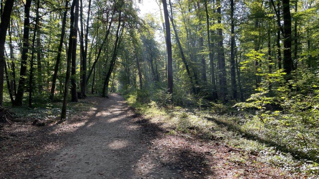 Ein unbefestigter Weg durch einen Wald, durch dessen Bäume Sonnenlicht scheint.
